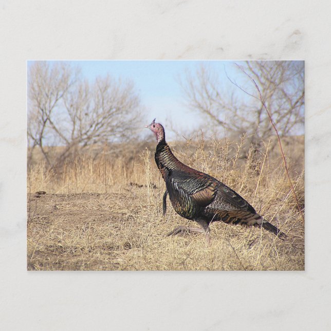 Lone Turkey Postcard (Front)