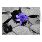 Lone Water Lily (Front Horizontal)