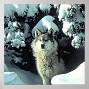 Lone Wolf in Falling Snow Artwork Poster