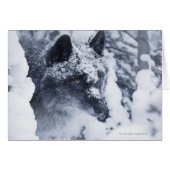Lone wolf in snow (Front Horizontal)