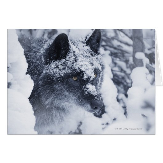 Lone wolf in snow cards (Front Horizontal)
