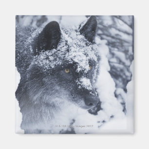 Lone wolf in snow magnet