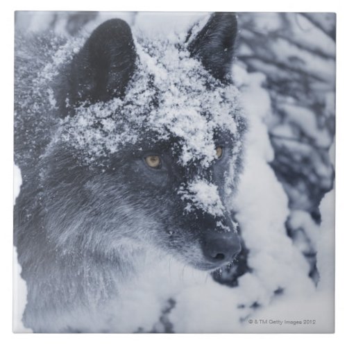 Lone wolf in snow tile
