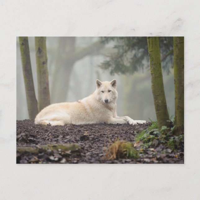 Lone Wolf Postcard (Front)