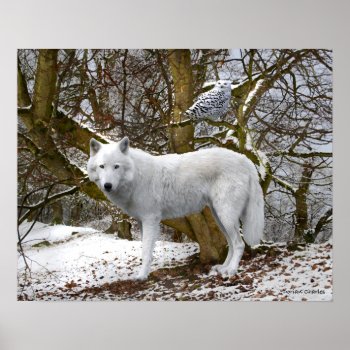 "lone Wolf" Poster by TabbyHallDesigns at Zazzle