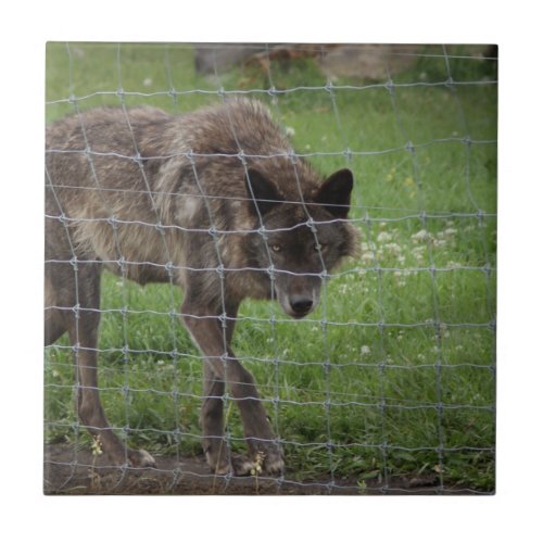 Lone Wolf Stalking Fence Brown Black Wolves Photo Ceramic Tile