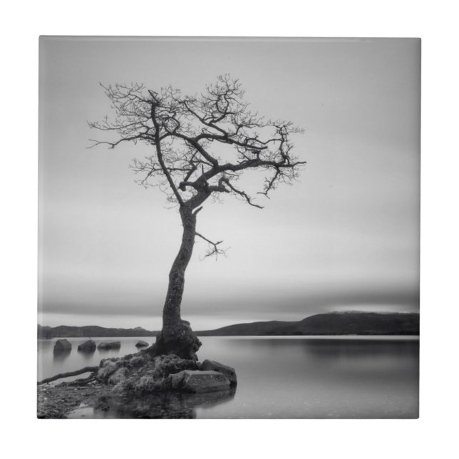 Lonely Bare Tree Ceramic Tile (Front)