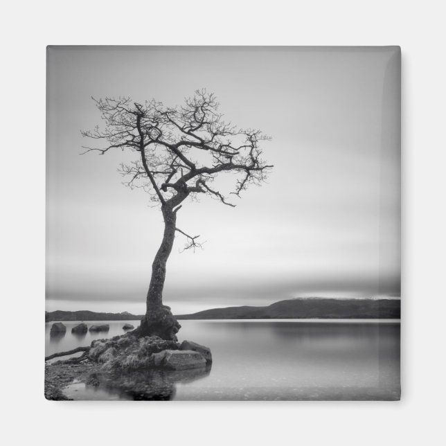 Lonely Bare Tree Magnet (Front)