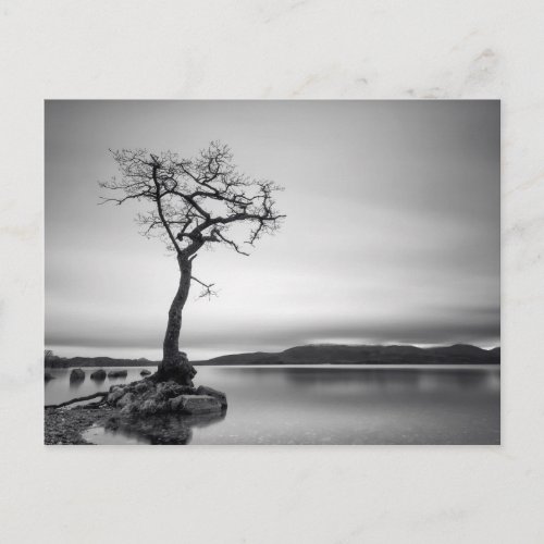 Lonely Bare Tree Postcard