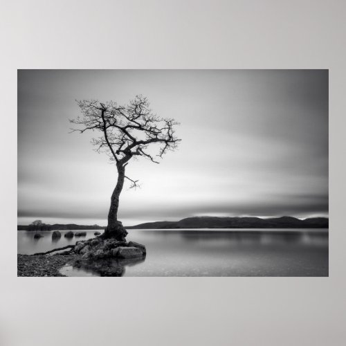 Lonely Bare Tree Poster