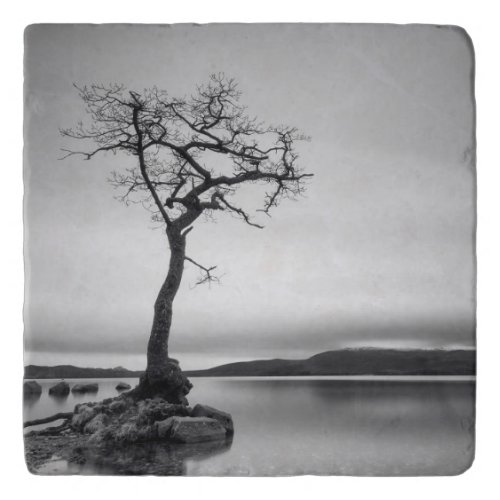 Lonely Bare Tree Trivet