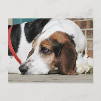 Lonely Basset Hound Postcard