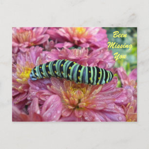 Lonely Caterpillar "missing you" postcard