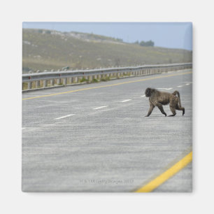Lonely Chacma baboon crossing highway road Magnet
