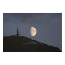 Lonely Companion Wood Panel