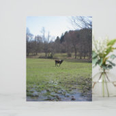 Lonely Cow (Standing Front)