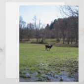 Lonely Cow (Front/Back)
