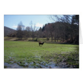 Lonely Cow (Front Horizontal)