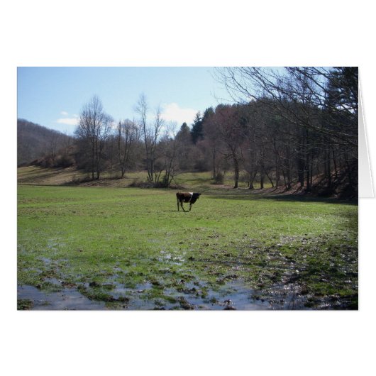Lonely Cow Cards (Front Horizontal)