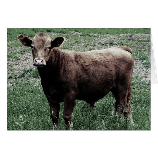 Lonely Cow Cards (Front Horizontal)