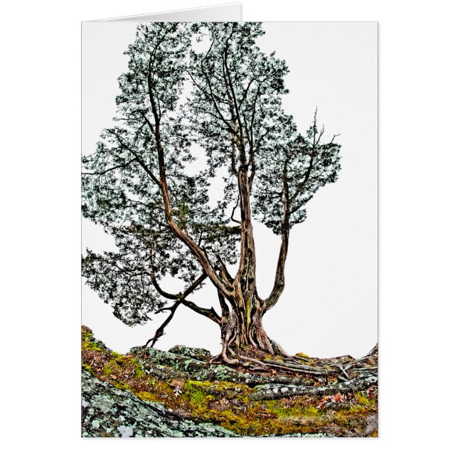 Lonely Cypress Cards (Front)