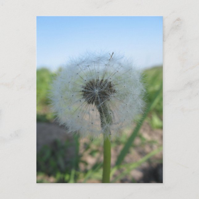 Lonely Dandelion, Send Ugly Postcards Collection (Front)