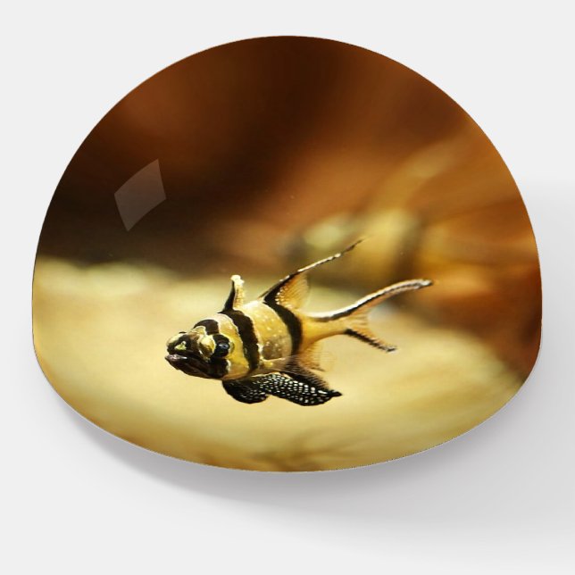 Lonely Fish Paperweight (Angled)