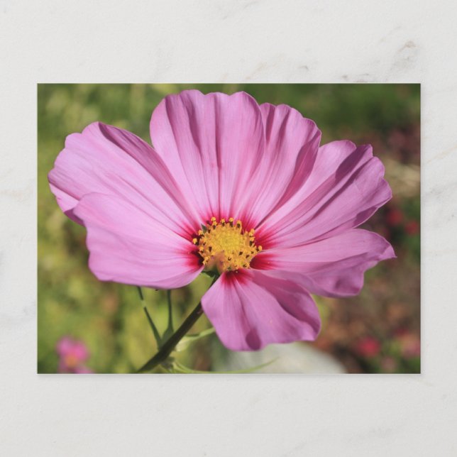 Lonely Flower Postcard (Front)