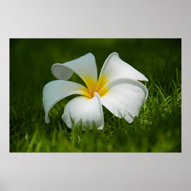 lonely flower poster (Front)