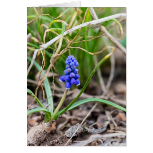 Lonely Grape Hyacinth Cards (Front)