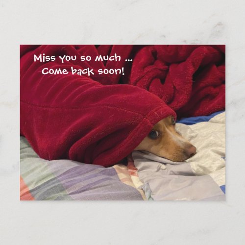 Lonely Kevin sad dog missing you Postcard