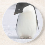 Lonely Penguin Coaster