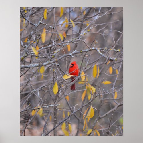 Lonely Red Cardinal in Fall Autumn Tree Art Poster