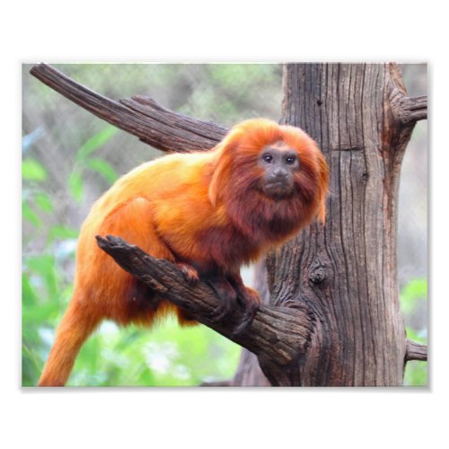 Lonely Red Leaf Monkey Photo Print