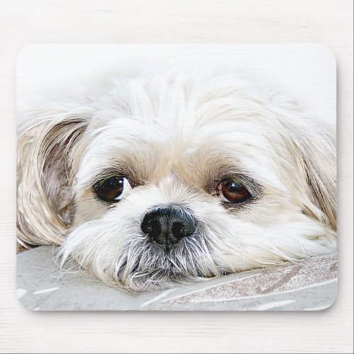 lonely shih tzu mousepad