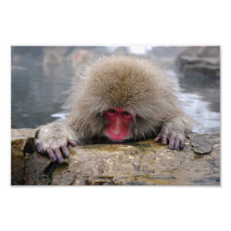 Lonely snow monkey in Nagano, Japan Photo Print