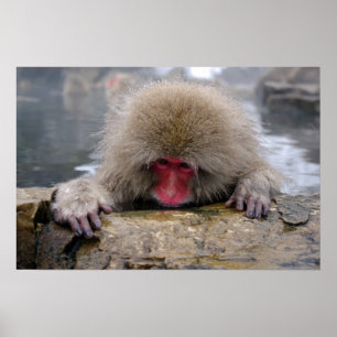 Lonely snow monkey in Nagano, Japan Poster