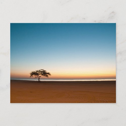 Lonely tree at sunrise in Kuwait Postcard