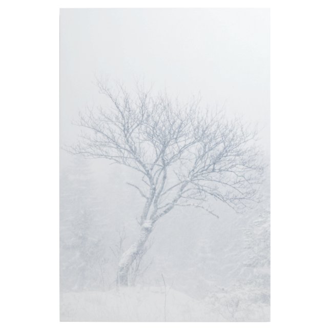 Lonely tree during snow storm in winter gallery wrap (Front)