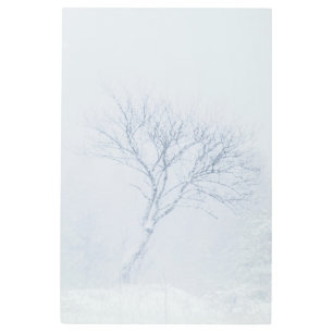 Lonely tree during snow storm in winter metal print