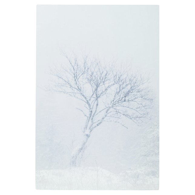 Lonely tree during snow storm in winter metal print (Front)