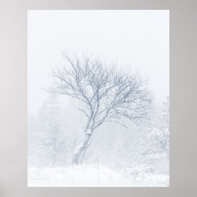 Lonely tree during snow storm in winter poster (Front)
