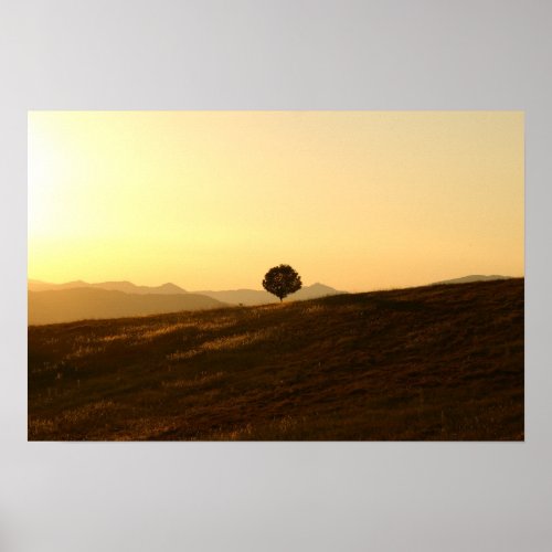 Lonely tree in a field poster