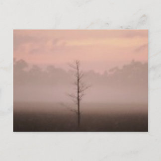 Lonely Tree Postcard
