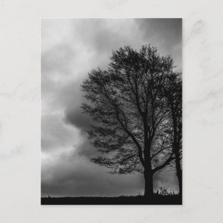 Lonely tree postcard