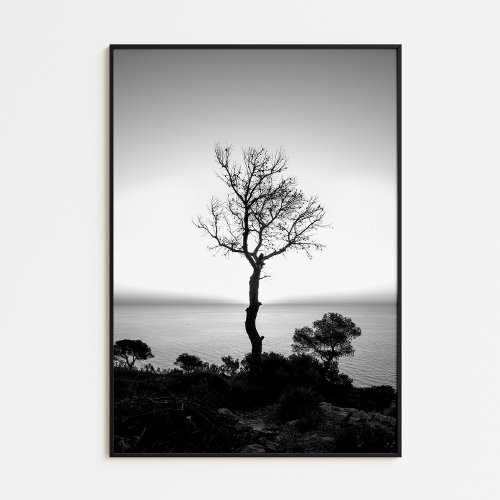 Lonely tree silhouette in black and white poster