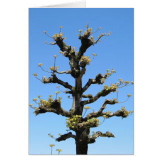 Lonely Tree - TBD series Cards