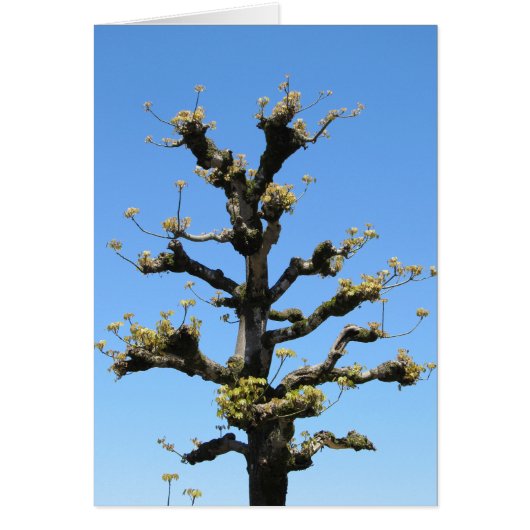 Lonely Tree - TBD series Cards (Front)