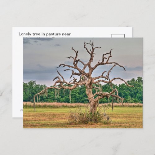 Lonely tree Winter Haven Florida Postcard