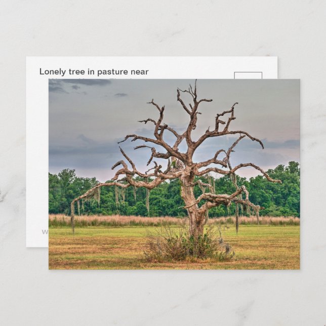 Lonely tree Winter Haven, Florida Postcard (Front/Back)
